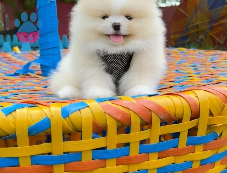 Teddy Surat Irk ve Sağlık Garantili Pomeranian Boo Yavruları - 7197