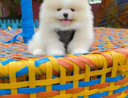 Teddy Surat Irk ve Sağlık Garantili Pomeranian Boo Yavruları - 7197