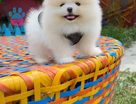 Teddy Surat Irk ve Sağlık Garantili Pomeranian Boo Yavruları - 7197 - Görsel 3