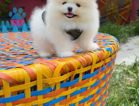 Teddy Surat Irk ve Sağlık Garantili Pomeranian Boo Yavruları - 7197 - Görsel 5