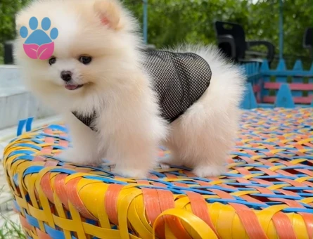 Teddy Surat Irk ve Sağlık Garantili Pomeranian Boo Yavruları - 7197 - Görsel 4