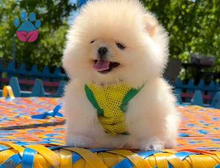 en iyi fiyat garantisi ile pomeranian boo - 7198