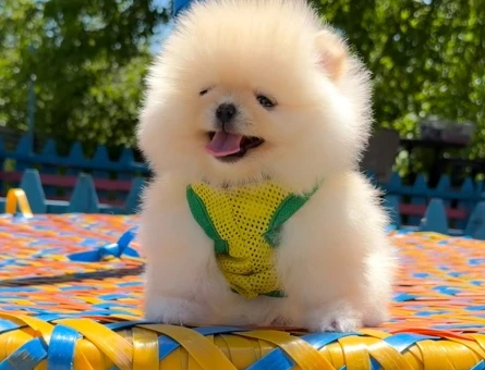 en iyi fiyat garantisi ile pomeranian boo - 7198