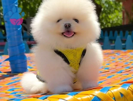 en iyi fiyat garantisi ile pomeranian boo - 7198 - Görsel 3