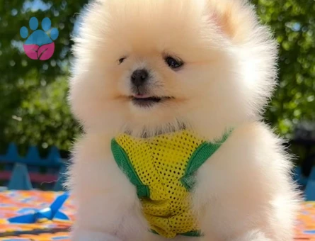 en iyi fiyat garantisi ile pomeranian boo - 7198 - Görsel 4