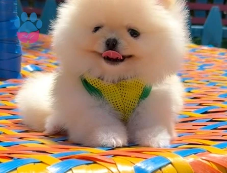 en iyi fiyat garantisi ile pomeranian boo - 7198 - Görsel 5