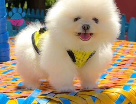 Bir Bakışta Hayran Bırakan Pomeranian Boo Yavruları - 7199 - Görsel 5