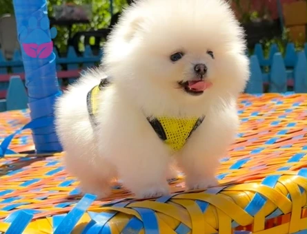 Bir Bakışta Hayran Bırakan Pomeranian Boo Yavruları - 7199 - Görsel 3