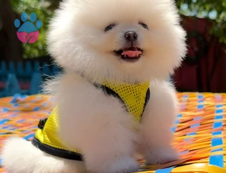 Bir Bakışta Hayran Bırakan Pomeranian Boo Yavruları - 7199 - Görsel 4