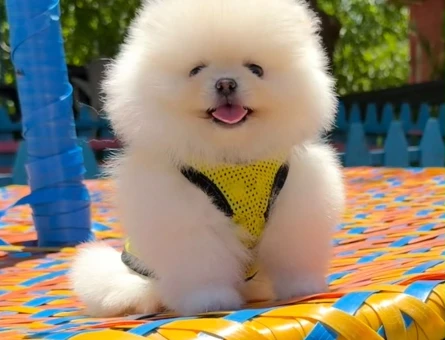 Bir Bakışta Hayran Bırakan Pomeranian Boo Yavruları - 7199