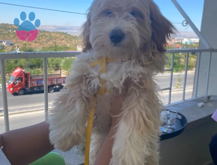 4 aylık maltipo kayseri - 7200 - Görsel 3