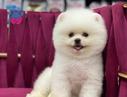 Sevimli Pomeranian Boo Yavrumuz - 7203 - Görsel 5