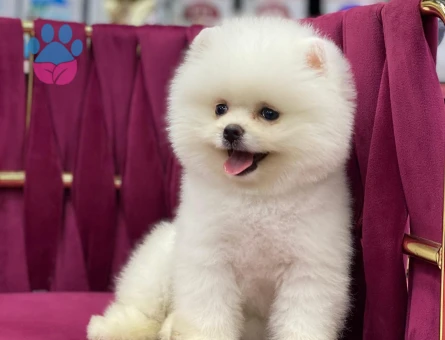 Sevimli Pomeranian Boo Yavrumuz - 7203