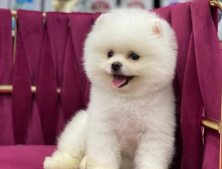 Sevimli Pomeranian Boo Yavrumuz - 7203