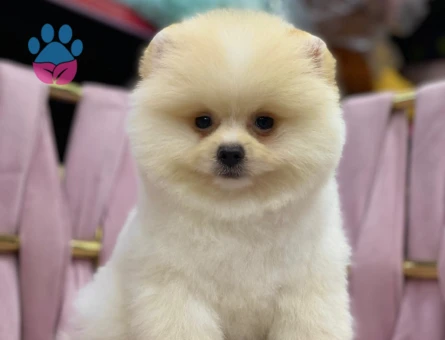 Sevimli Pomeranian Boo Yavrumuz - 7203 - Görsel 3
