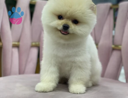 Sevimli Pomeranian Boo Yavrumuz - 7203 - Görsel 4