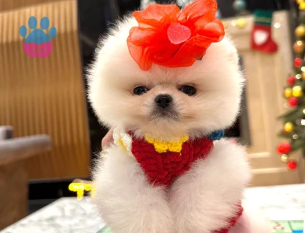 Ayıcık Suratlı Pomeranian Boo - 7204