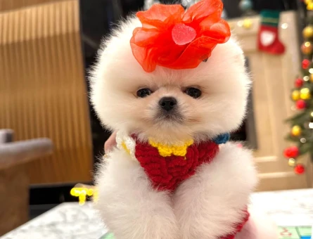 Ayıcık Suratlı Pomeranian Boo - 7204