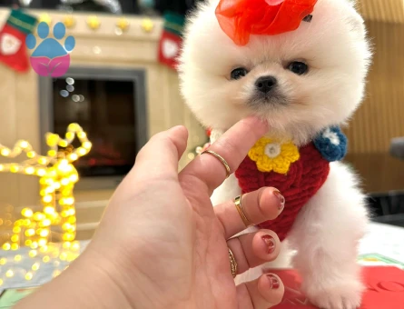 Ayıcık Suratlı Pomeranian Boo - 7204 - Görsel 5