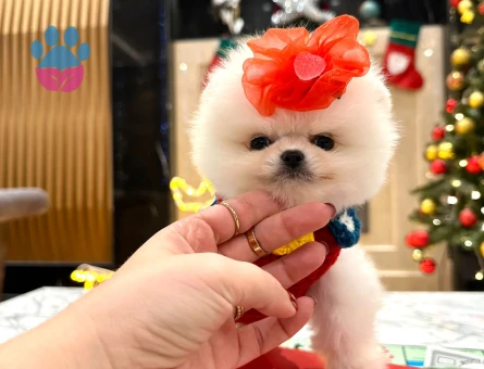 Ayıcık Suratlı Pomeranian Boo - 7204 - Görsel 3