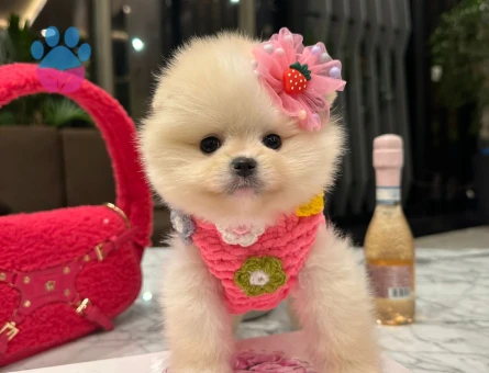 Ayıcık Suratlı Pomeranian Boo - 7204 - Görsel 4