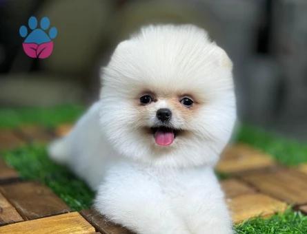 Minik Pomeranian Boo Yeni Yuvasını Arıyor - 7205