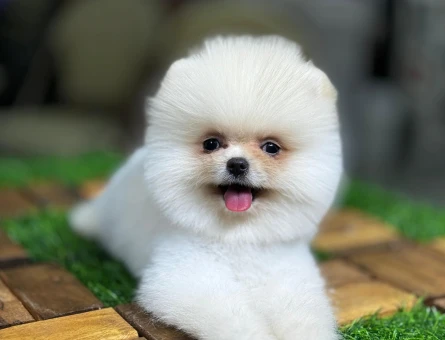 Minik Pomeranian Boo Yeni Yuvasını Arıyor - 7205