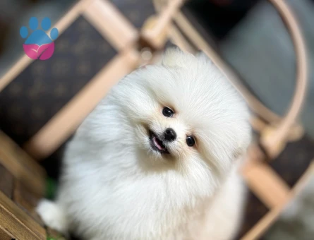 Minik Pomeranian Boo Yeni Yuvasını Arıyor - 7205 - Görsel 3
