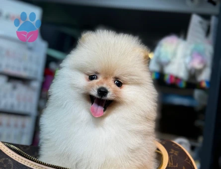 Minik Pomeranian Boo Yeni Yuvasını Arıyor - 7205 - Görsel 4