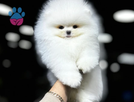 Minik Pomeranian Boo Yeni Yuvasını Arıyor - 7205 - Görsel 5