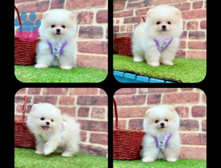 Tatlı mı Tatlı Pomeranian Boo Yavrusu - 7206