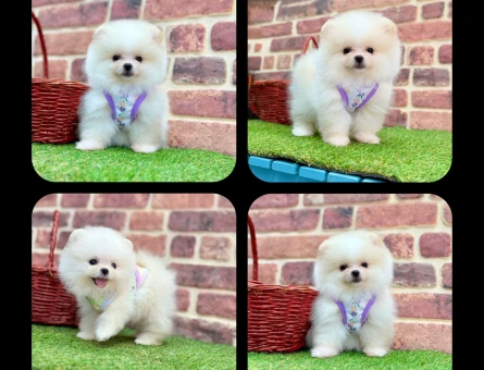 Tatlı mı Tatlı Pomeranian Boo Yavrusu - 7206