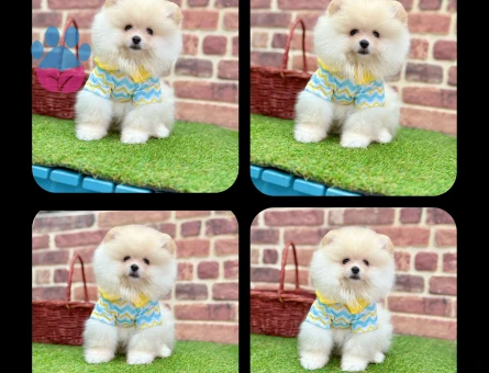 Tatlı mı Tatlı Pomeranian Boo Yavrusu - 7206 - Görsel 3