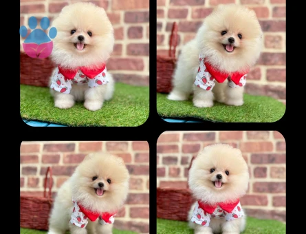 Oyuncu Pomeranian Boo Yavrumuz - 7207 - Görsel 4