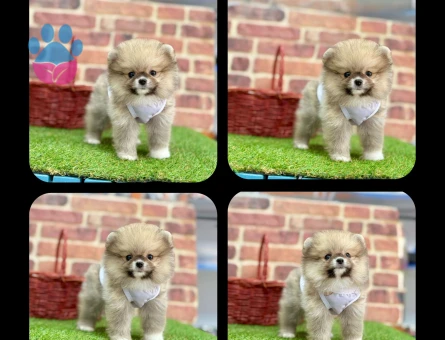 Oyuncu Pomeranian Boo Yavrumuz - 7207 - Görsel 3