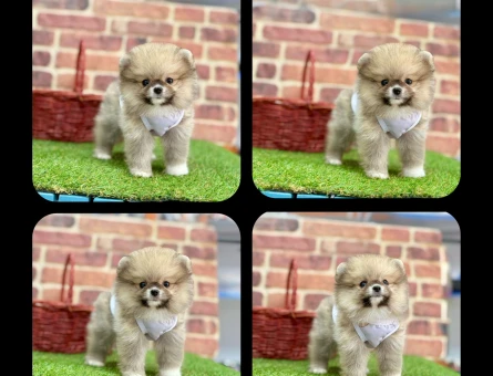 Oyuncu Pomeranian Boo Yavrumuz - 7207