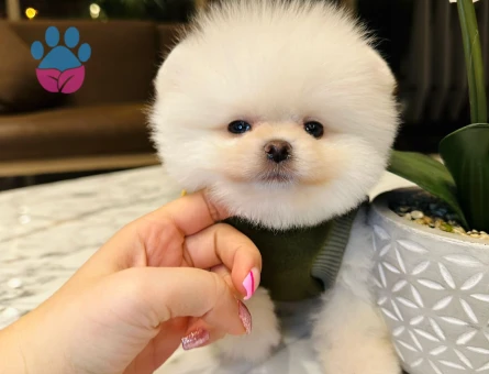 Kabarık Tüylü Pomeranian Boo - 7208 - Görsel 3
