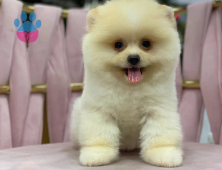 Kabarık Tüylü Pomeranian Boo - 7208