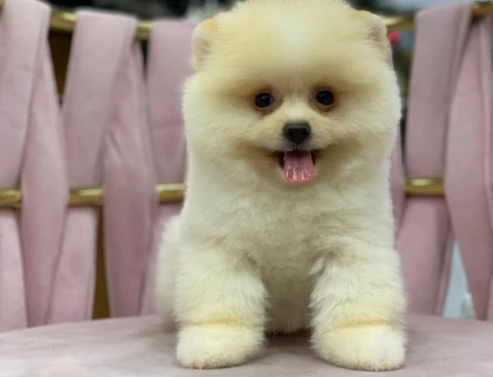 Kabarık Tüylü Pomeranian Boo - 7208