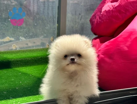 Evin Neşesi Pomeranian Boo Yavrusu - 7209