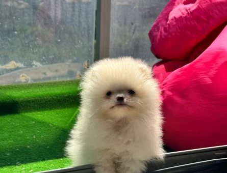 Evin Neşesi Pomeranian Boo Yavrusu - 7209