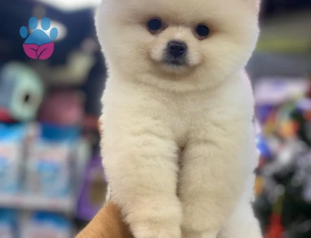 Evin Neşesi Pomeranian Boo Yavrusu - 7209 - Görsel 3