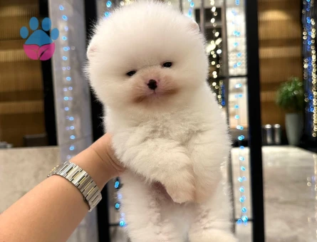 Evin Neşesi Pomeranian Boo Yavrusu - 7209 - Görsel 4