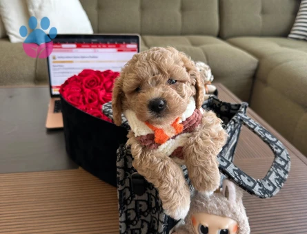 Sevimli Maltipoo Yavrumuz - 7210 - Görsel 4