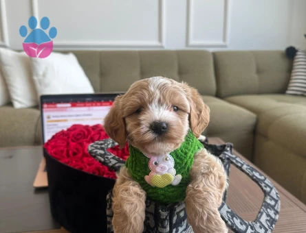 Sevimli Maltipoo Yavrumuz - 7210 - Görsel 3