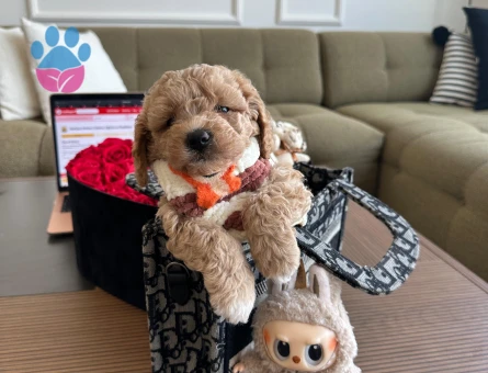 Sevimli Maltipoo Yavrumuz - 7210