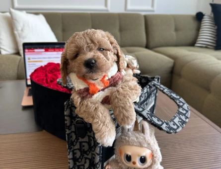 Sevimli Maltipoo Yavrumuz - 7210