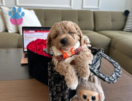 Sevimli Maltipoo Yavrumuz - 7210 - Görsel 5