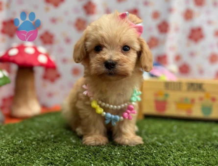 Minik Maltipoo Yeni Yuvasını Arıyor - 7211
