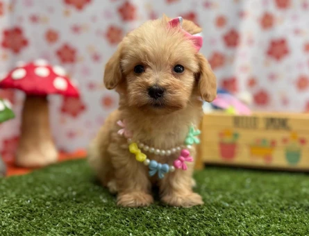 Minik Maltipoo Yeni Yuvasını Arıyor - 7211